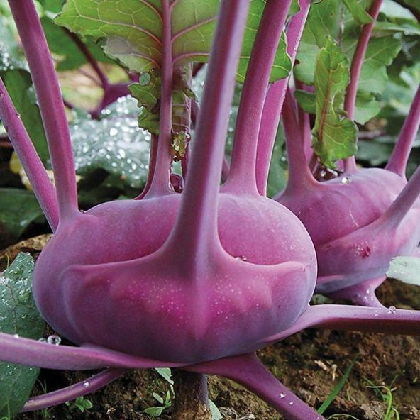Doğal Mor Kohlrabi(Alabaş) Tohumu (20 Tohum) ürün görseli 1