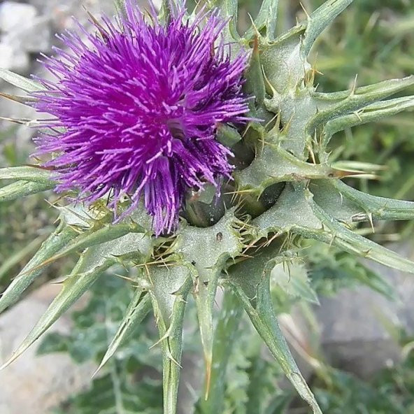 Kenger Otu(Cynara Cardunculus) Tohumu(5 tohum) ürün görseli 1