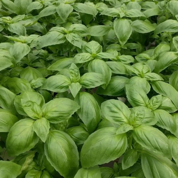 Dogal Green Geniş Yapraklı Aromatik Fesleğen Tohumu (50 tohum) ürün görseli 1