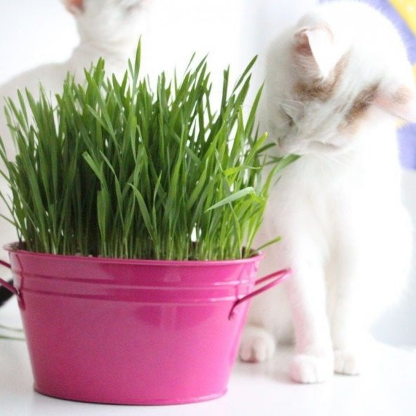 Kedi Otu Tohumu (75 tohum) - Resim 3