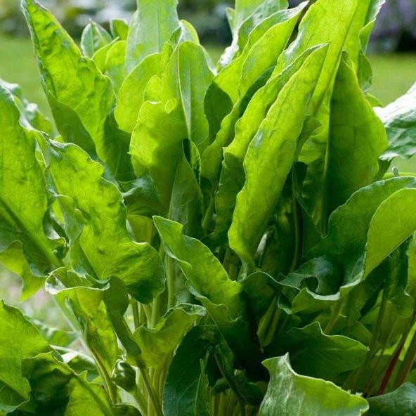 Doğal Kuzu Kulağı Tohumu(50 tohum) ürün görseli 1