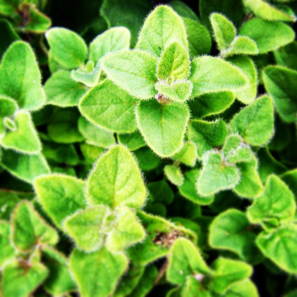 Mercanköşk(Origanum majorana)  Tohumu (200 tohum) ürün görseli 1