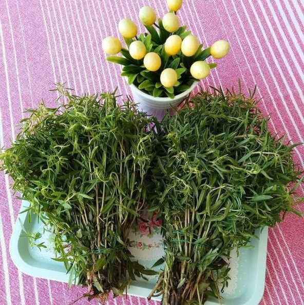 Naturel Zahter Kekiği Tohumu (200 tohum) ürün görseli 1