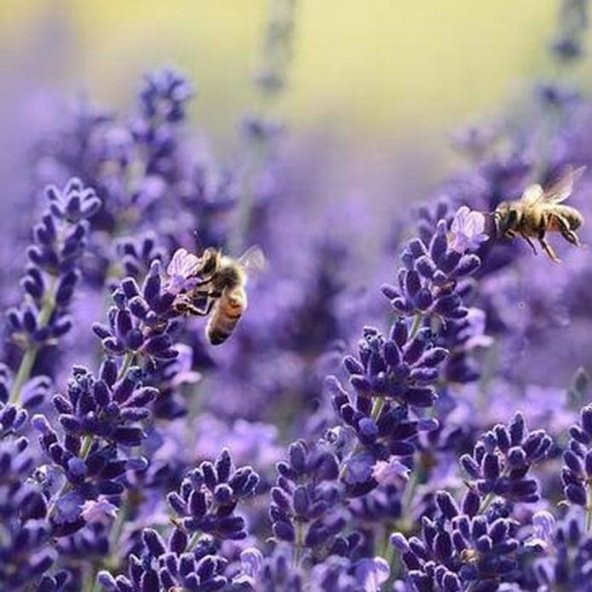 Lavandula Angustifolia Lavanta Çiçeği Tohumu(10 gram) ürün görseli 1