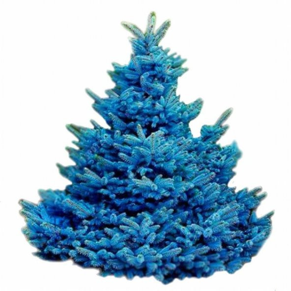 Mavi Ladin (Picea Pungens) Ağacı Tohumu -1000 Adet ürün görseli 1