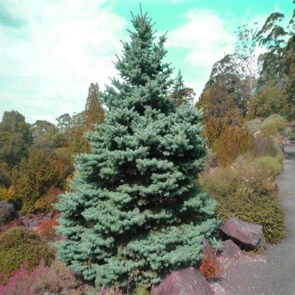 Beyaz Ladin (PICEA GLAUCA) Ağacı Tohumu -10 Adet ürün görseli 1
