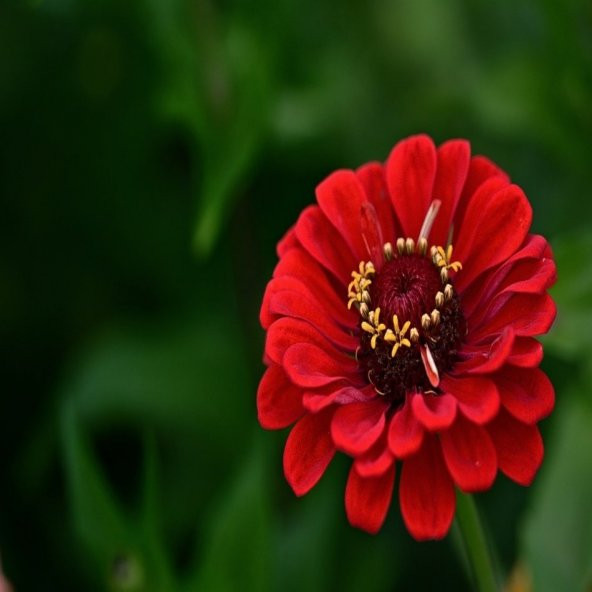 Kırmızı Zinnia Kirli Hanım Çiçeği Tohumu -40 Adet ürün görseli 1
