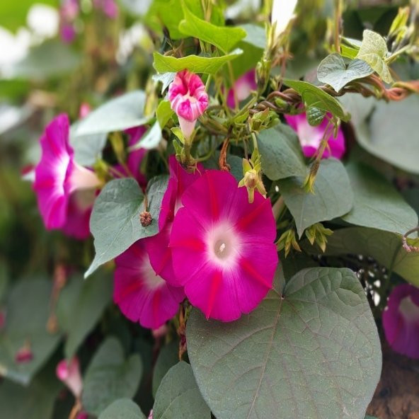 İpomea Crimson Rambler Gündüz Sefası Çiçeği Tohumu -10 Adet ürün görseli 1