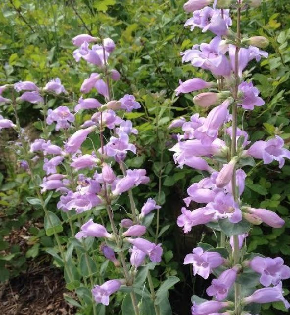 Sweet Lady Penstemon Sakallı Dil Çiçeği Tohumu -50 Tohum ürün görseli 1