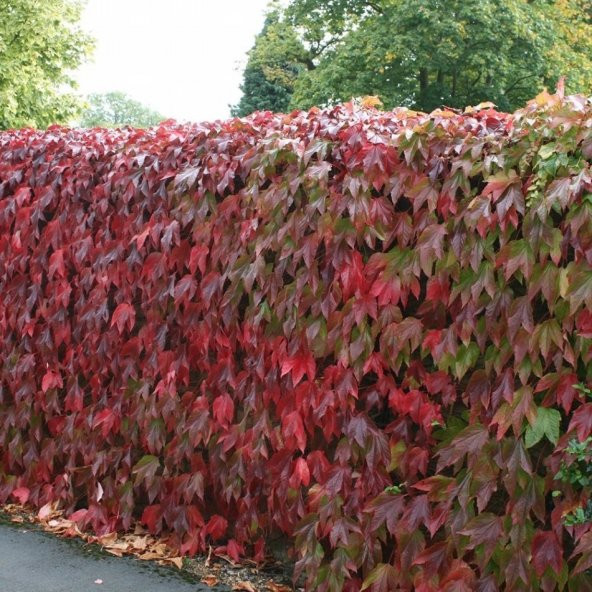 Tüplü Amerikan Parthenocissus Sarmaşık Fidanı (50 Adet) ürün görseli 1
