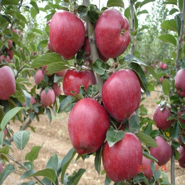 Tüplü Yarı Bodur Scarlet Spur Elma Fidanı ürün görseli 1