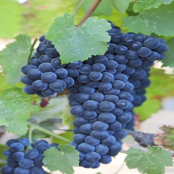 Tüplü Black Merlot Üzüm Fidanı ürün görseli 1