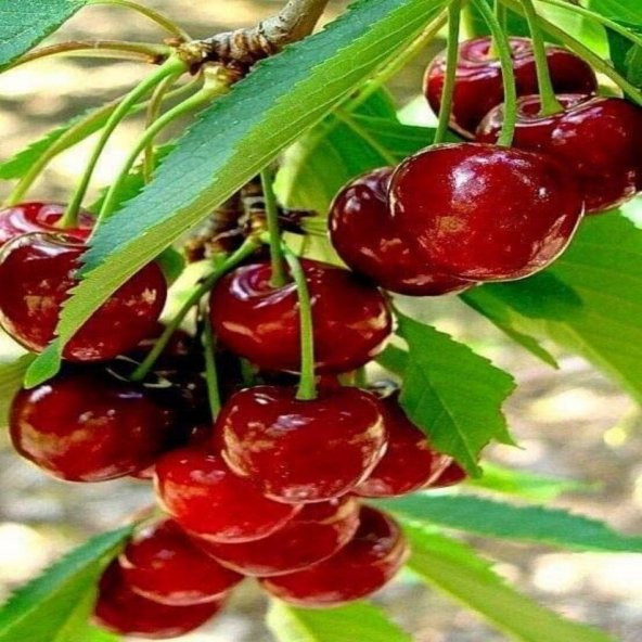 Tüplü Çok Verimli Star Giant Kiraz Fidanı ürün görseli 1