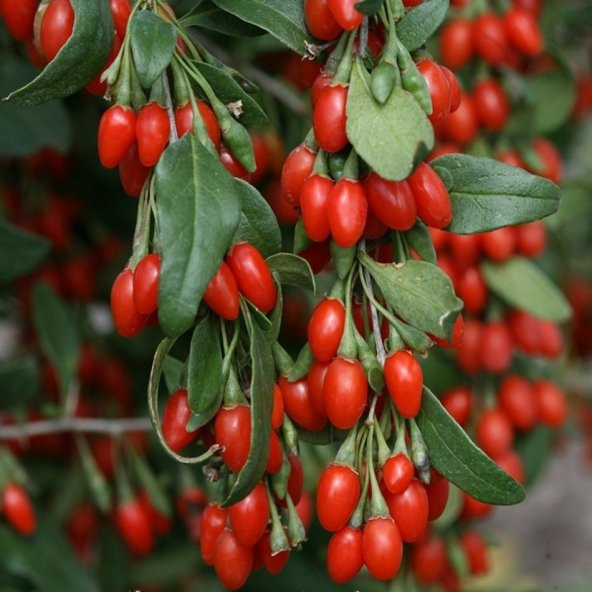 Tüplü Şifalı Kırmızı Goji Berry (Kurt Üzümü )Fidanı ürün görseli 1