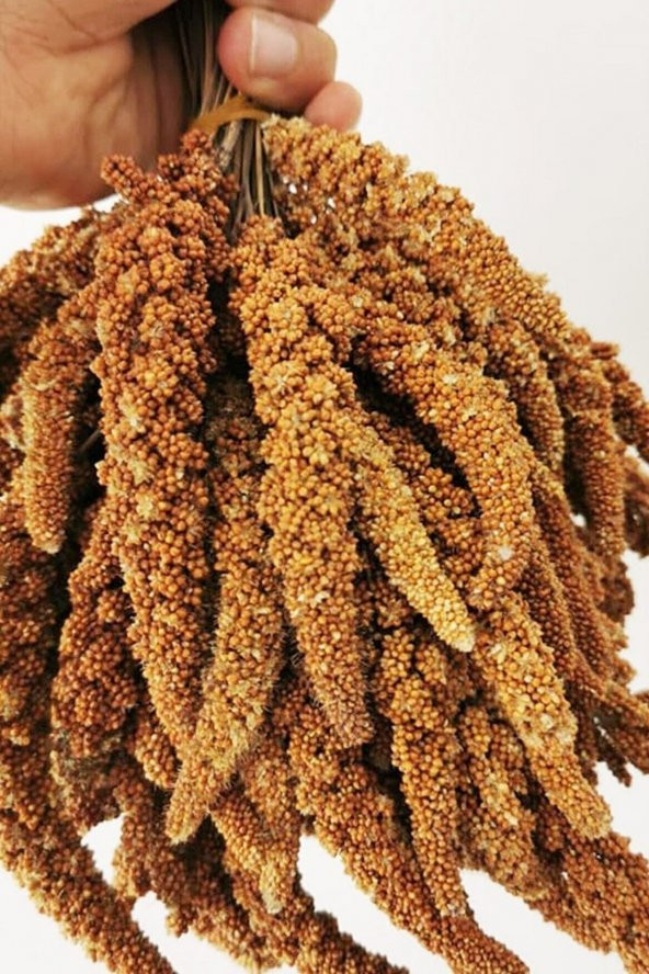Kuşlar Için Kızıl Dal Darı - 1 kg - Resim 3