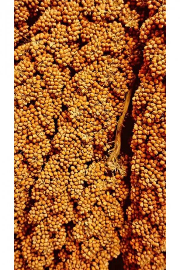 Kuşlar Için Kızıl Dal Darı - 1 kg - Resim 4