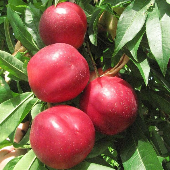 Tüplü Aşılı Yarı Bodur Çok İri Meyveli Double Red Nektarin Fidanı ürün görseli 1