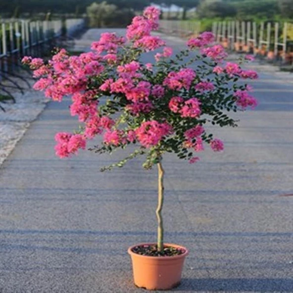 OYA AĞACI 4 YAŞ SAKSIDA PEMBE ÇİÇEKLİ 80-110 CM ürün görseli 1