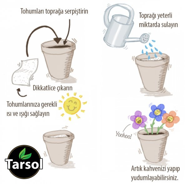 ROKA TOHUMU 30 ADET YEŞİL ROKA SOFRALIK - Resim 2