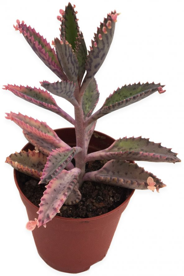 AŞKIN GÖZ YAŞLARI PEMBE TÜR KALANCHOE 5,5 CM SAKSIDA ürün görseli 1