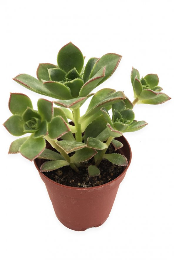 AEONİUM HAWORTHİİ SUKULENT 5,5CM SAKSIDA ürün görseli 1