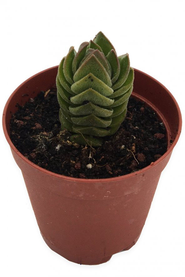CRASSULA BUDDHA TEAMPLE ÖZEL TÜR 5,5 CM SAKSIDA ürün görseli 1