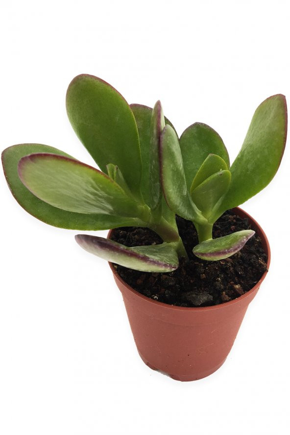 CRASSULA OVATA PARA AĞACI GENİŞ YAPRAKLI TÜR 5,5 CM SAKSIDA ürün görseli 1