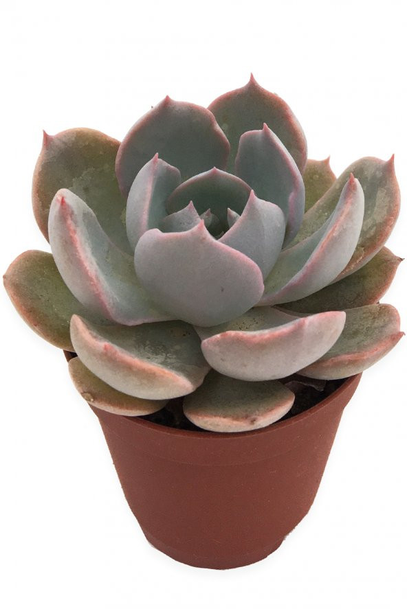 ECHEVERİA MORNİNG BEAUTY SUKULENT 5,5 CM SAKSIDA ürün görseli 1