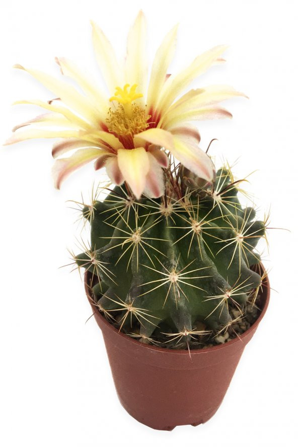 ECHİNOFOSSULOCACTUS LLOYDİİ KAKTÜS 5,5 CM SAKSIDA ürün görseli 1