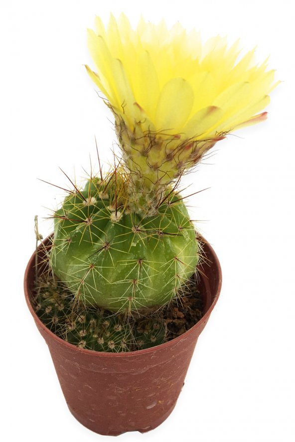 NOTOCACTUS OTTONİS KAKTÜS 5,5 CM SAKSIDA ürün görseli 1