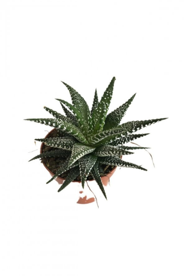 Kaktüs Sukulent Haworthia Fasciata Yılan Derisi Zebra ürün görseli 1