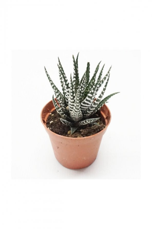 Kaktüs Sukulent Haworthia Fasciata Yılan Derisi Zebra ürün görseli 1
