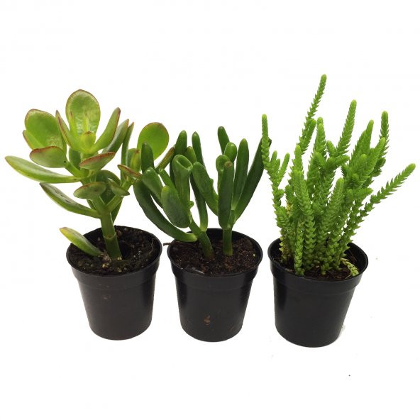 CRASSULA PARA AĞACI SETİ 3 ADET BİTKİ - Resim 2