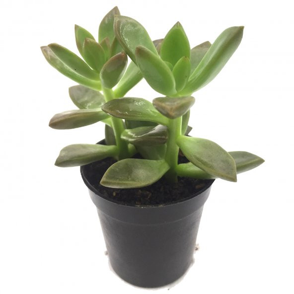 SEDUM MUMBASA SUKULENT YÜKSEK KALİTE ürün görseli 1