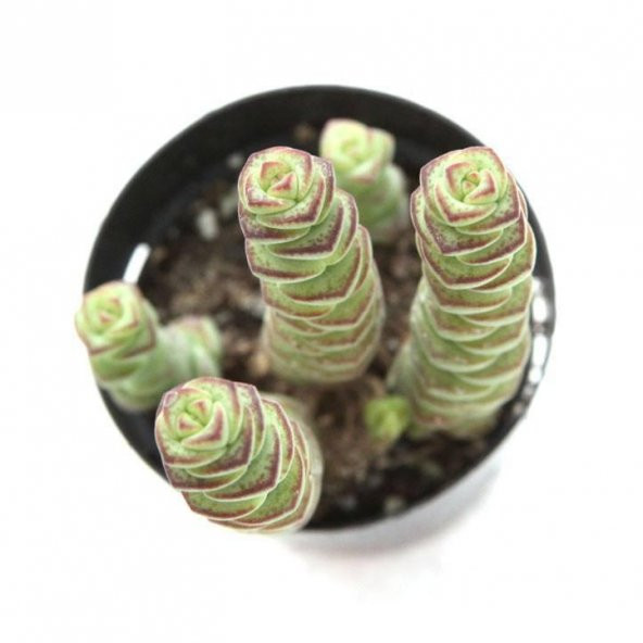 CRASSULA BABYNECKLACE SUKULENT ürün görseli 1