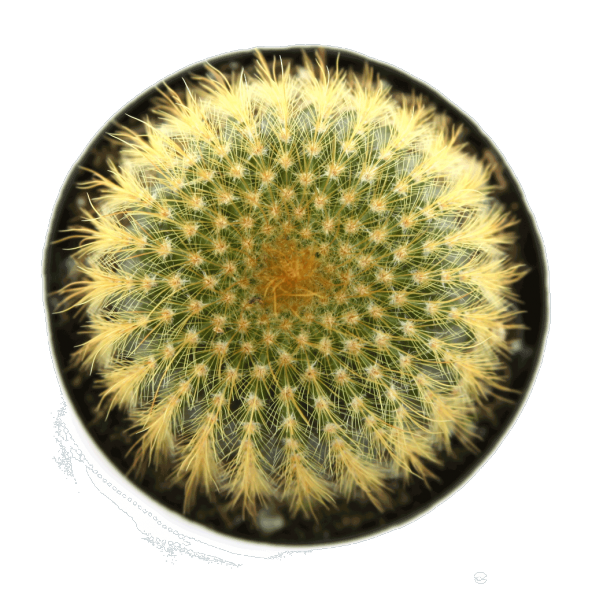 NOTOCACTUS GOLDENBALL KAKTÜS ürün görseli 1