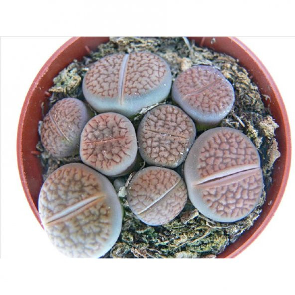 LİTHOPS LİVİNG STONE KAKTÜS - Resim 2