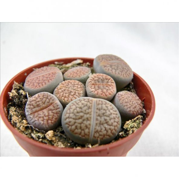 LİTHOPS LİVİNG STONE KAKTÜS - Resim 3