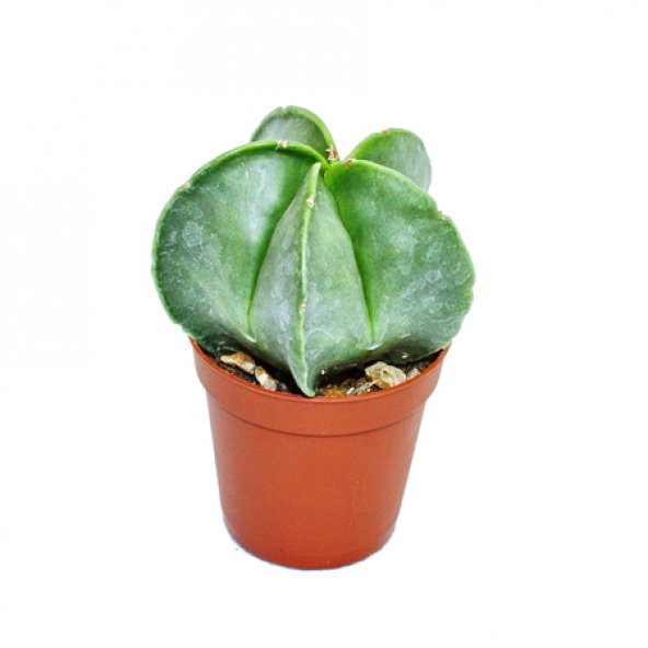 ASTROPHYTUM MYRİOSTİGMA KAKTÜS ürün görseli 1