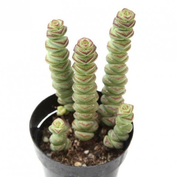 LEVANT CRASSULA BABYS NECKLACE ÖZEL SERİ ürün görseli 1