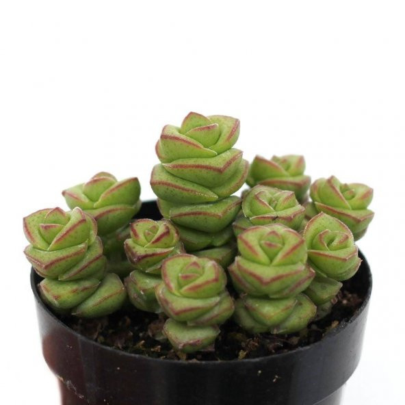 LEVANT CRASSULA JADE NECKLACE SUKULENT ürün görseli 1