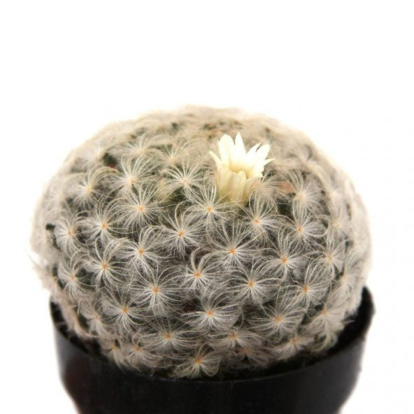 MAMİLLARİA PLUMOSA FEATHER KAKTÜS ürün görseli 1
