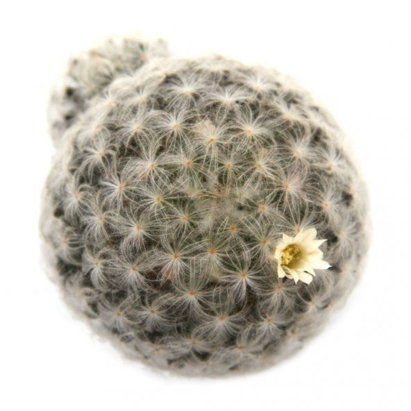 MAMİLLARİA PLUMOSA FEATHER KAKTÜS - Resim 2