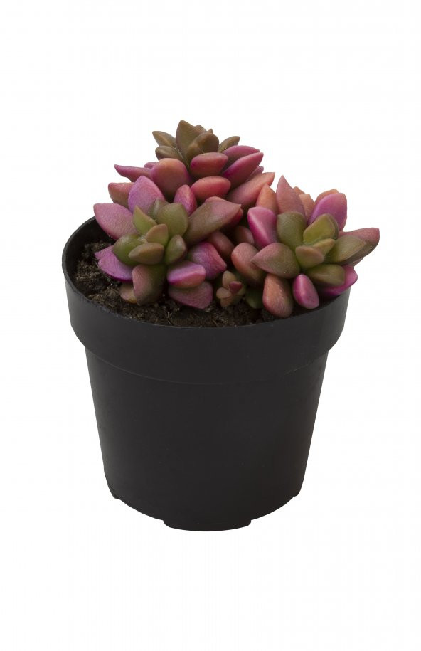 Anacampseros telephiastrum Variegata Sunrise Sukulent ürün görseli 1