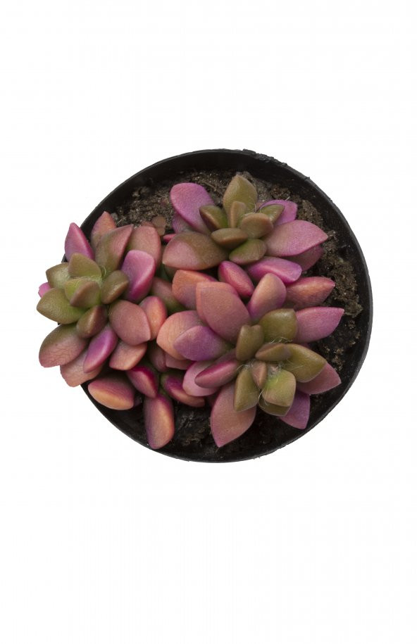 Anacampseros telephiastrum Variegata Sunrise Sukulent - Resim 2