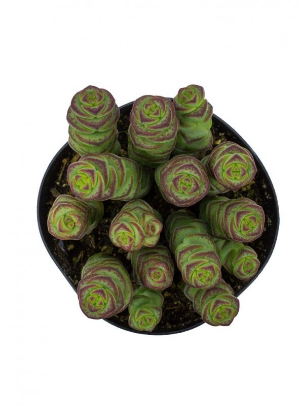 Crassula Baby’s Necklace Sukulent ürün görseli 1