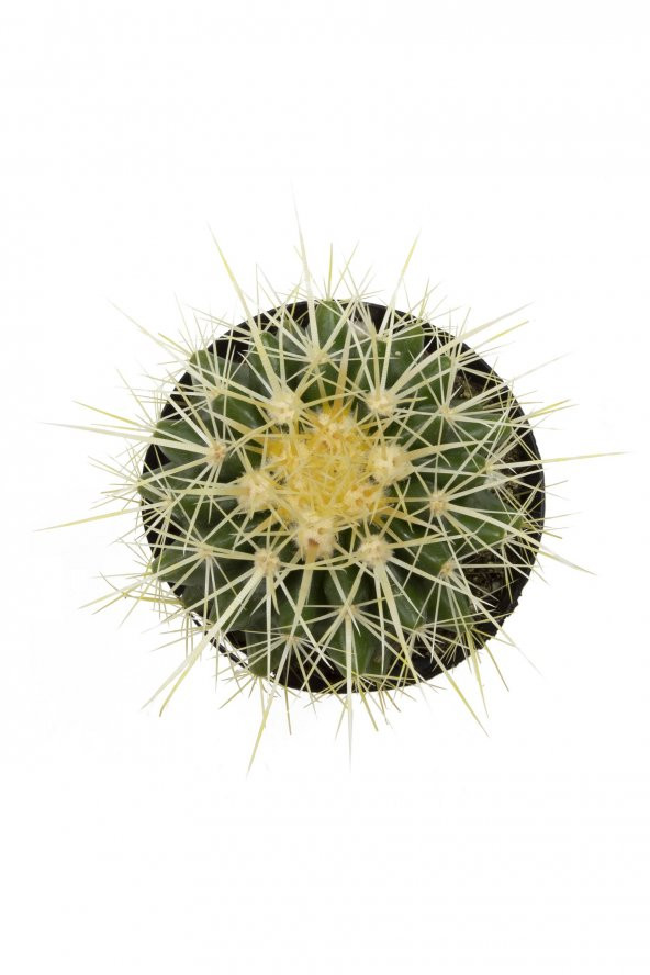 Echinocactus grusonii Golden Barrel Kaktüs - Resim 2