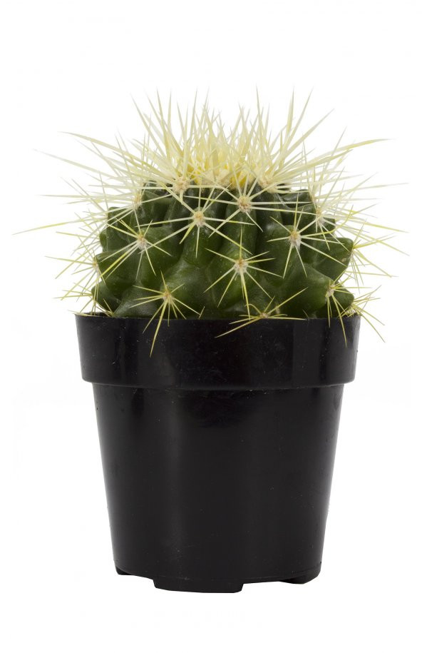 Echinocactus grusonii Golden Barrel Kaktüs - Resim 3