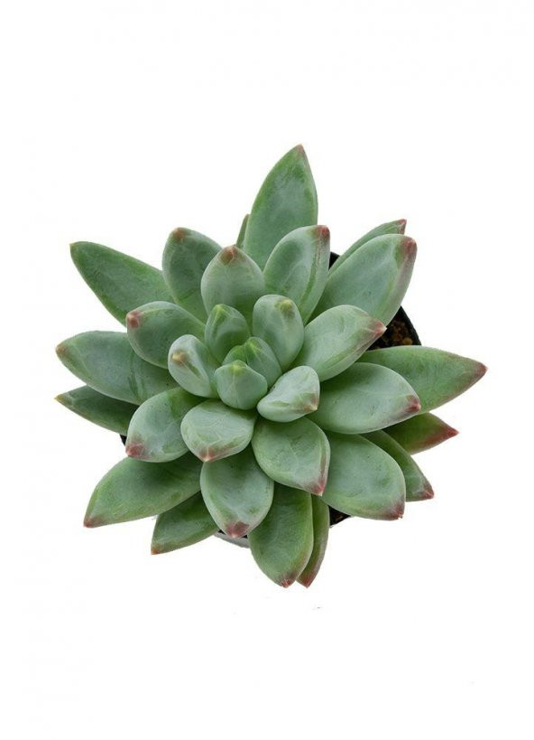 Pachyveria Glauca Little Jewel Sukulent ürün görseli 1