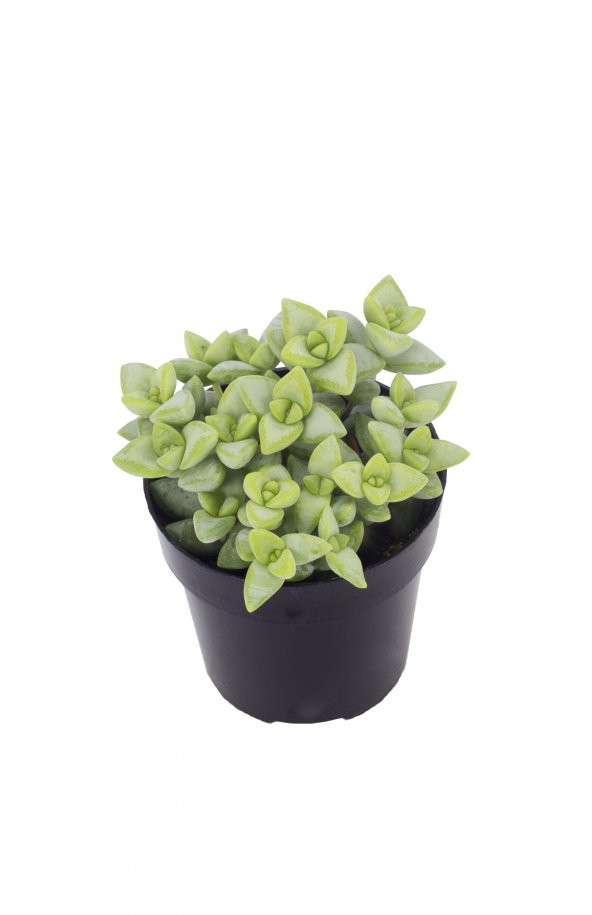 Crassula Rupestris Sukulent ürün görseli 1